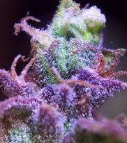 trichomes in buds